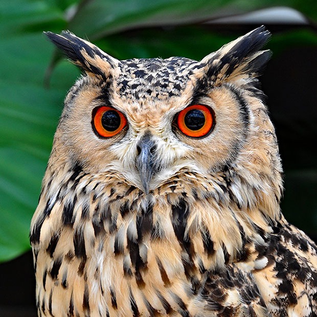 Closeup shot of an owl