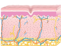 Diagram of Collagen Remodeling