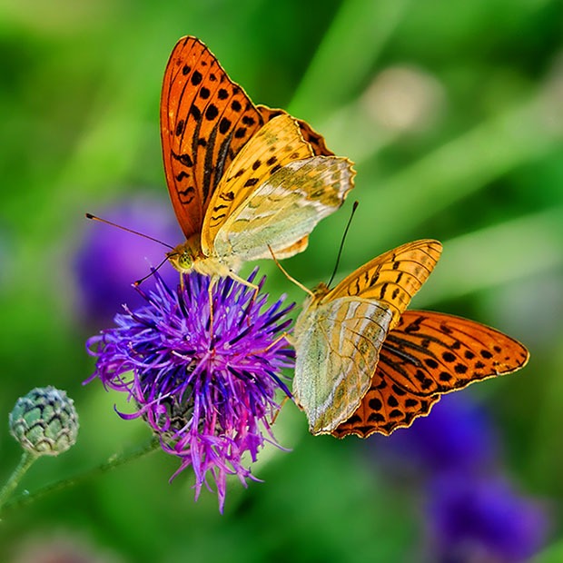 Bright yellow butterflies on a purple flower against a green background