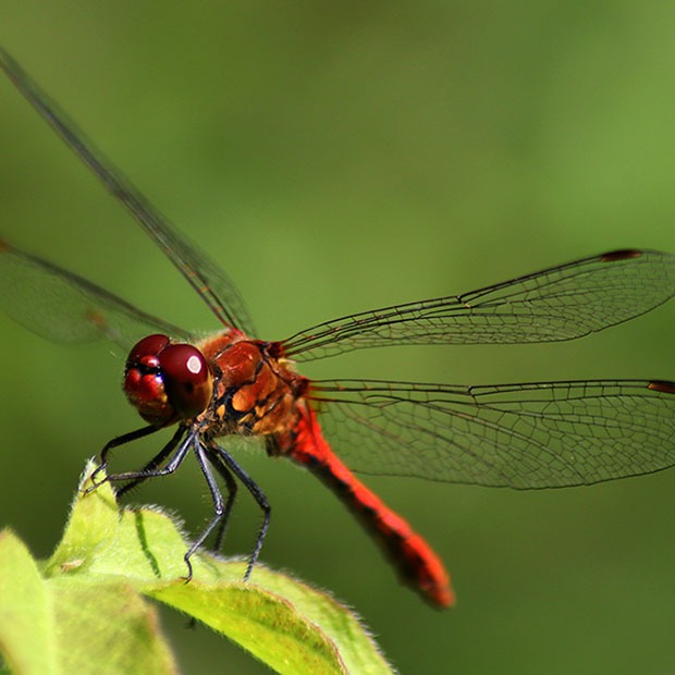 Closeup shot of a dragonfly