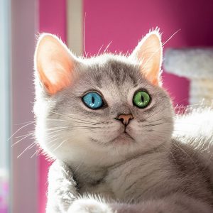 Gray cat with heterochromia