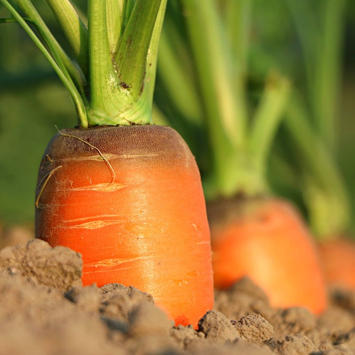 Carrots in a garden ready for plucking